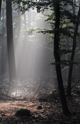 <i class='fa fa-user'></i> Bram van den Heuvel | Zonlicht in het bos  <i class='fa fa-eye'> 195</i>   <i class='fa fa-comment-o'> 3</i>