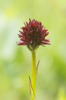 <i class='fa fa-user'></i>&nbsp;Ger M&nbsp;|  Zwarte Vanilleorchis&nbsp; <i class='fa fa-eye'>&nbsp;85</i> &nbsp; <i class='fa fa-comment-o'>&nbsp;7</i>