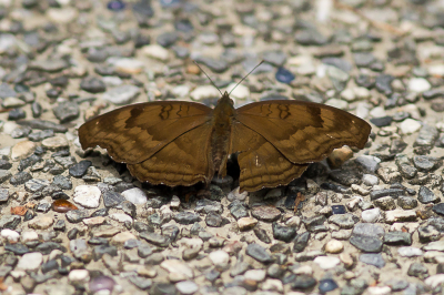 <i class='fa fa-user'></i>&nbsp;hansgans&nbsp;|  Junonia iphita&nbsp; <i class='fa fa-eye'>&nbsp;91</i> &nbsp; <i class='fa fa-comment-o'>&nbsp;2</i>