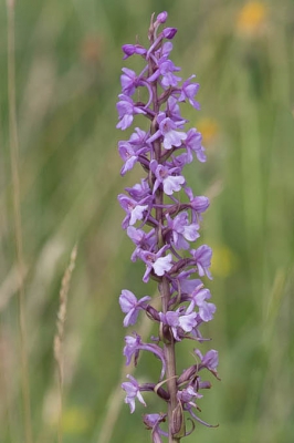 <i class='fa fa-user'></i>&nbsp;Henk van den Born&nbsp;|  Grote Muggenorchis&nbsp; <i class='fa fa-eye'>&nbsp;77</i> &nbsp; <i class='fa fa-comment-o'>&nbsp;1</i>