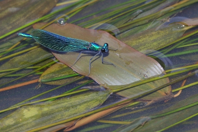 <i class='fa fa-user'></i>&nbsp;groenvogel57&nbsp;|  Weidebeekjuffer&nbsp; <i class='fa fa-eye'>&nbsp;114</i> &nbsp;<i class='fa fa-thumbs-up'>&nbsp;1</i> &nbsp; <i class='fa fa-comment-o'>&nbsp;3</i>