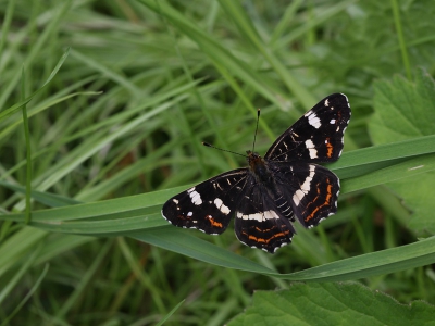 <i class='fa fa-user'></i>&nbsp;Ad Sprang&nbsp;|  Landkaartje&nbsp; <i class='fa fa-eye'>&nbsp;106</i> &nbsp;<i class='fa fa-thumbs-up'>&nbsp;1</i> &nbsp; <i class='fa fa-comment-o'>&nbsp;2</i>