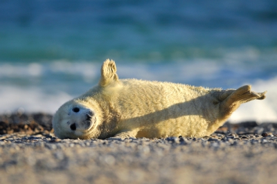 <i class='fa fa-user'></i>&nbsp;Rob Jann�&nbsp;|  Grijze Zeehond&nbsp; <i class='fa fa-eye'>&nbsp;162</i> &nbsp; <i class='fa fa-comment-o'>&nbsp;3</i>