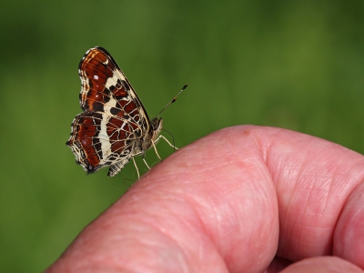 <i class='fa fa-user'></i>&nbsp;Ad Sprang&nbsp;|  Landkaartje&nbsp; <i class='fa fa-eye'>&nbsp;271</i> &nbsp;<i class='fa fa-thumbs-up'>&nbsp;3</i> &nbsp; <i class='fa fa-comment-o'>&nbsp;7</i>