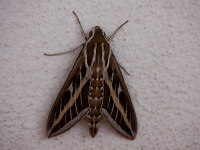 <i class='fa fa-user'></i>&nbsp;Eline Snijder&nbsp;|  Gestreepte Pijlstaart&nbsp; <i class='fa fa-eye'>&nbsp;178</i> &nbsp;<i class='fa fa-thumbs-up'>&nbsp;2</i> &nbsp; <i class='fa fa-comment-o'>&nbsp;6</i>