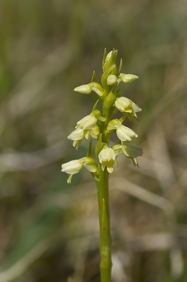 <i class='fa fa-user'></i>&nbsp;Ger M&nbsp;|  Witte Muggenorchis&nbsp; <i class='fa fa-eye'>&nbsp;92</i> &nbsp; <i class='fa fa-comment-o'>&nbsp;2</i>