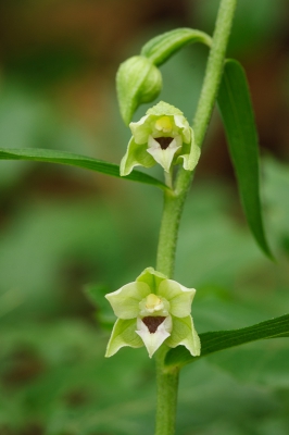 <i class='fa fa-user'></i>&nbsp;Michiel Janssen&nbsp;|  Geelgroene Wespenorchis&nbsp; <i class='fa fa-eye'>&nbsp;114</i> &nbsp; <i class='fa fa-comment-o'>&nbsp;1</i>