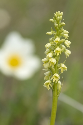 <i class='fa fa-user'></i>&nbsp;Ger M&nbsp;|  Strogele Muggenorchis&nbsp; <i class='fa fa-eye'>&nbsp;101</i> &nbsp; <i class='fa fa-comment-o'>&nbsp;2</i>