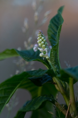 Op de camping, onder de dennen viel deze plant op door zijn weelderige hoeveelheid bladgroen. De stengel is roodachtig