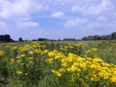 na dat ik door pc problemen 3 weken geen foto's in mijn pc kon krijgen Nu eindelijk weer een upload van mijn kant . laat maar weten wat jullie er van vinden.Ik loop zo eens in de 4 weken door het natuurgebied de Groesplaat 5 minuten lopen bij mijn huis vandaan. een mooie dynamische gebied waar het hele jaar door  van alles gebeurt.