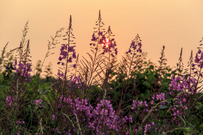 Tegenlicht opname zonsondergang waarbij de bloemen als filter dienden.