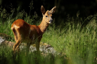 een paar weken terug een prachtige dag gehad op de Veluwezoom, hier een foto van een reegeit die ik daar heb gemaakt