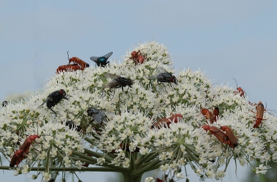 <i class='fa fa-user'></i>&nbsp;frbeuming&nbsp;|  Insectentaart&nbsp; <i class='fa fa-eye'>&nbsp;114</i> &nbsp; <i class='fa fa-comment-o'>&nbsp;2</i>