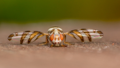 <i class='fa fa-user'></i>&nbsp;margriet&nbsp;|  Myennis octopunctata&nbsp; <i class='fa fa-eye'>&nbsp;252</i> &nbsp;<i class='fa fa-thumbs-up'>&nbsp;9</i> &nbsp; <i class='fa fa-comment-o'>&nbsp;16</i>