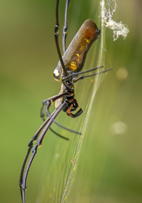 Het lichaam van deze Reuzen Wielwebspin is 5cm met een totale grootte van 20 cm. Erg indrukwekkend! Ik was blij met dat ik de extender erop had zitten.