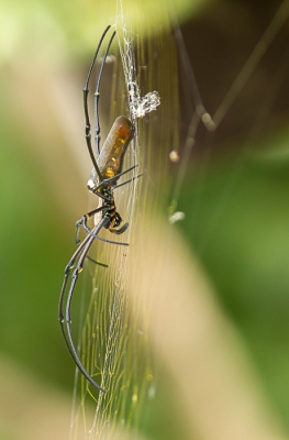 Hier een foto van de Reuzen Wielwebspin in z'n geheel. Het lichaam van deze Reuzen Wielwebspin is 5cm met een totale grootte van 20 cm. Erg giftig dus de foto vanaf een veilige afstand genomen.