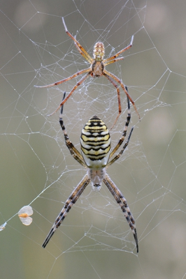 <i class='fa fa-user'></i>&nbsp;koekieman&nbsp;|  Wespspin&nbsp; <i class='fa fa-eye'>&nbsp;210</i> &nbsp;<i class='fa fa-thumbs-up'>&nbsp;9</i> &nbsp; <i class='fa fa-comment-o'>&nbsp;11</i>