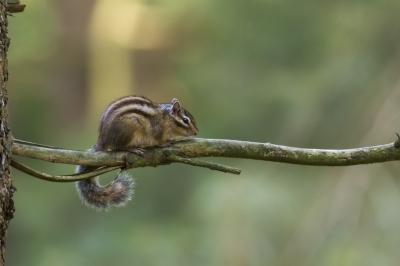 Foto genomen met de Nikon D7100
Afs 300F2.8 VR1 en de TC 1.7