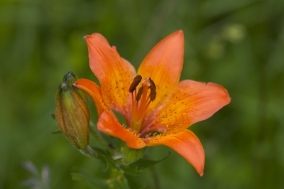 <i class='fa fa-user'></i>&nbsp;Ger M&nbsp;|  Roggelelie subsp. bulbiferum&nbsp; <i class='fa fa-eye'>&nbsp;86</i> &nbsp; <i class='fa fa-comment-o'>&nbsp;5</i>
