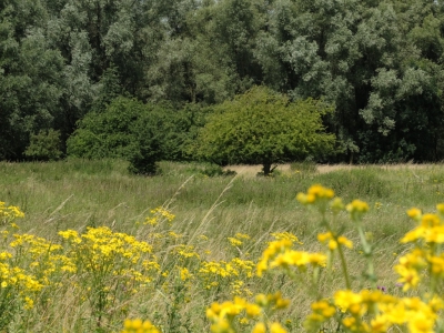 Deze Meidoorn had ik al heel lang op het verlanglijstje staan om in vol ordinaat te fotograferen, Echter de Natuur verrast .Vaak ten goede soms verbaast het je waarom dingen niet plaats vinden zo ook deze Meidoorn Die alle jaren dat ik hem tegen kom. in het voorjaar vol in bloei staat. Dit jaar had hij of zij er geen zin in, Maar met het gele Jacob kruid  op de voorgrond is hij ook best mooi