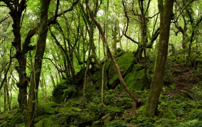 <i class='fa fa-user'></i>&nbsp;sluitertijd&nbsp;|  Bosco del Sasseto&nbsp; <i class='fa fa-eye'>&nbsp;76</i> &nbsp; <i class='fa fa-comment-o'>&nbsp;1</i>