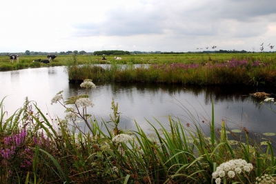 <i class='fa fa-user'></i>&nbsp;kooyammers&nbsp;|  Zomerpolder&nbsp; <i class='fa fa-eye'>&nbsp;93</i> &nbsp; <i class='fa fa-comment-o'>&nbsp;3</i>