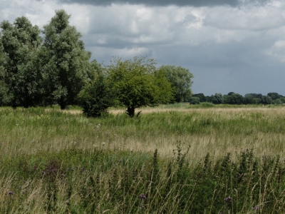 hier een foto van de meidoorn die dit jaar maar niet wilde gaan bloeien, maar nu van uit een heel andere kant gefotografeerd . Het lijkt nu net of hij midden in de prairie staat.laat maar weten wat jullie er van vinden.