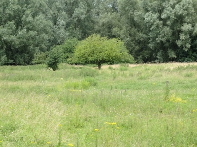 hier een foto van de meidoorn die dit jaar maar niet wilde gaan bloeien, maar nu van uit een heel andere kant gefotografeerd . Het lijkt nu net of hij midden in de prairie staat.laat maar weten wat jullie er van vinden.