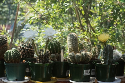 Vandaag staan er een paar cacti mooi in de bloemen.