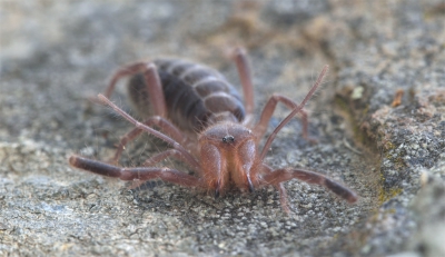 <i class='fa fa-user'></i>&nbsp;liesbeth van vliet&nbsp;|  Kameelspin sp. of Rolspin sp.&nbsp; <i class='fa fa-eye'>&nbsp;144</i> &nbsp; <i class='fa fa-comment-o'>&nbsp;3</i>