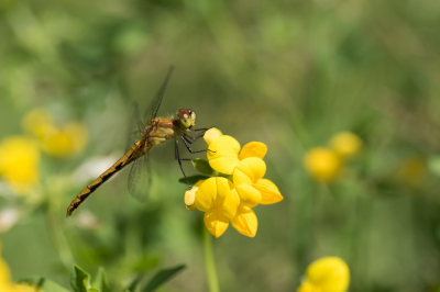 <i class='fa fa-user'></i>&nbsp;Jan Luit&nbsp;|  Sympetrum obtrusum&nbsp; <i class='fa fa-eye'>&nbsp;82</i> &nbsp; <i class='fa fa-comment-o'>&nbsp;3</i>