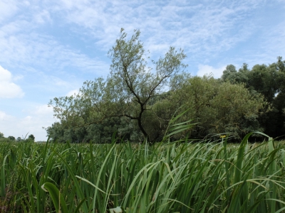 Hier een eenzame wilg op de Groesplaat die ik onder een hoek heb proberen vast te leggen. Kon er helaas niet echt heel goed bijkomen omdat er veel water in zijn leefomgeving stond.