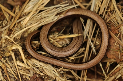 <i class='fa fa-user'></i>&nbsp;frbeuming&nbsp;|  Hazelworm&nbsp; <i class='fa fa-eye'>&nbsp;149</i> &nbsp; <i class='fa fa-comment-o'>&nbsp;6</i>