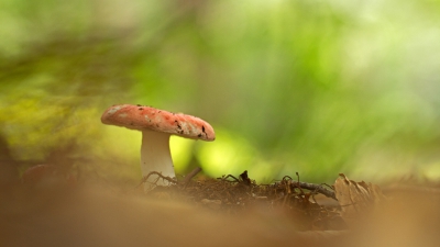 <i class='fa fa-user'></i>&nbsp;nelappelmelk&nbsp;|  Bloedrode Russula&nbsp; <i class='fa fa-eye'>&nbsp;148</i> &nbsp;<i class='fa fa-thumbs-up'>&nbsp;2</i> &nbsp; <i class='fa fa-comment-o'>&nbsp;6</i>