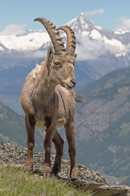 <i class='fa fa-user'></i>&nbsp;Luc Meert&nbsp;|  Alpensteenbok&nbsp; <i class='fa fa-eye'>&nbsp;294</i> &nbsp;<i class='fa fa-thumbs-up'>&nbsp;7</i> &nbsp; <i class='fa fa-comment-o'>&nbsp;11</i>