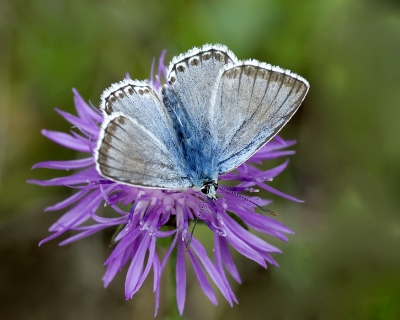 <i class='fa fa-user'></i>&nbsp;Hoorn&nbsp;|  Bleek Blauwtje&nbsp; <i class='fa fa-eye'>&nbsp;102</i> &nbsp; <i class='fa fa-comment-o'>&nbsp;1</i>