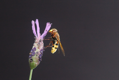 Tijdens het avondeten zat deze vreemde "wespensoort" op mijn lavendel. Of het een Hoornaar is...daarover heb ik mijn twijfel.