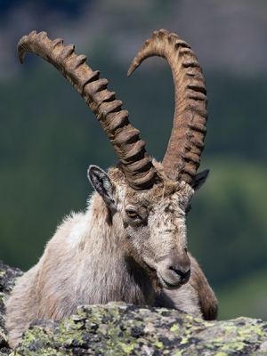 <i class='fa fa-user'></i>&nbsp;Luc Meert&nbsp;|  Alpensteenbok&nbsp; <i class='fa fa-eye'>&nbsp;154</i> &nbsp; <i class='fa fa-comment-o'>&nbsp;2</i>