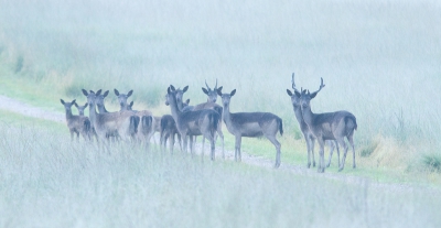 <i class='fa fa-user'></i>&nbsp;nelappelmelk&nbsp;|  Damhert&nbsp; <i class='fa fa-eye'>&nbsp;228</i> &nbsp; <i class='fa fa-comment-o'>&nbsp;8</i>