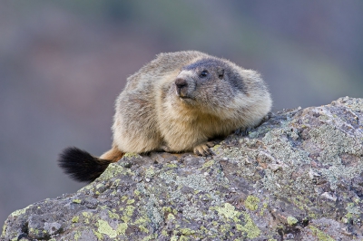 <i class='fa fa-user'></i>&nbsp;Luc Meert&nbsp;|  Alpenmarmot&nbsp; <i class='fa fa-eye'>&nbsp;145</i> &nbsp;<i class='fa fa-thumbs-up'>&nbsp;2</i> &nbsp; <i class='fa fa-comment-o'>&nbsp;5</i>
