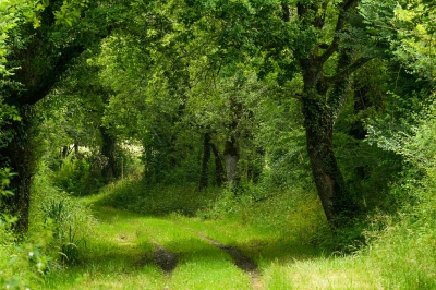 <i class='fa fa-user'></i>&nbsp;plaatjesmaker&nbsp;|  Wandelpad in de groene Brenne&nbsp; <i class='fa fa-eye'>&nbsp;172</i> &nbsp;<i class='fa fa-thumbs-up'>&nbsp;2</i> &nbsp; <i class='fa fa-comment-o'>&nbsp;13</i>