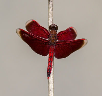 <i class='fa fa-user'></i>&nbsp;hansgans&nbsp;|  Neurothemis ramburii ramburii&nbsp; <i class='fa fa-eye'>&nbsp;163</i> &nbsp;<i class='fa fa-thumbs-up'>&nbsp;2</i> &nbsp; <i class='fa fa-comment-o'>&nbsp;3</i>