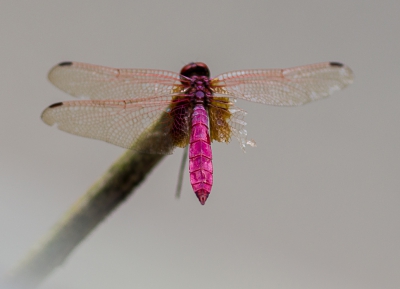 <i class='fa fa-user'></i>&nbsp;hansgans&nbsp;|  Trithemis aurora&nbsp; <i class='fa fa-eye'>&nbsp;118</i> &nbsp;<i class='fa fa-thumbs-up'>&nbsp;1</i> &nbsp; <i class='fa fa-comment-o'>&nbsp;0</i>