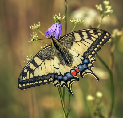 <i class='fa fa-user'></i>&nbsp;Jurgen Maassen&nbsp;|  Koninginnenpage&nbsp; <i class='fa fa-eye'>&nbsp;246</i> &nbsp;<i class='fa fa-thumbs-up'>&nbsp;5</i> &nbsp; <i class='fa fa-comment-o'>&nbsp;7</i>