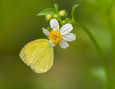 <i class='fa fa-user'></i>&nbsp;hansgans&nbsp;|  Eurema blanda arsakia&nbsp; <i class='fa fa-eye'>&nbsp;102</i> &nbsp; <i class='fa fa-comment-o'>&nbsp;3</i>