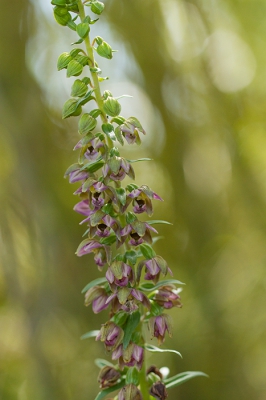 <i class='fa fa-user'></i>&nbsp;celly cell&nbsp;|  Duinwespenorchis&nbsp; <i class='fa fa-eye'>&nbsp;109</i> &nbsp; <i class='fa fa-comment-o'>&nbsp;3</i>