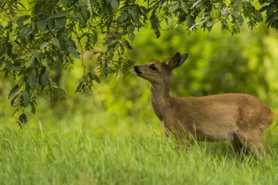Geduld, een flinke dosis geluk, een statief en een camouflagenetje