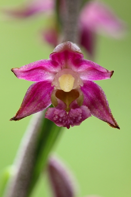 <i class='fa fa-user'></i>&nbsp;Robert Rodenburg&nbsp;|  Bruinrode Wespenorchis&nbsp; <i class='fa fa-eye'>&nbsp;115</i> &nbsp; <i class='fa fa-comment-o'>&nbsp;11</i>