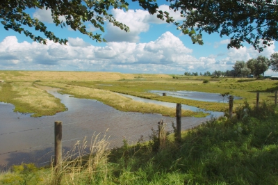 <i class='fa fa-user'></i>&nbsp;B.M.Schouten-Ruis&nbsp;|  Natuurgebied Yerseke&nbsp; <i class='fa fa-eye'>&nbsp;171</i> &nbsp; <i class='fa fa-comment-o'>&nbsp;9</i>