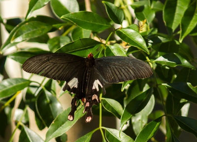 <i class='fa fa-user'></i>&nbsp;hansgans&nbsp;|  Papilio bootes&nbsp; <i class='fa fa-eye'>&nbsp;125</i> &nbsp; <i class='fa fa-comment-o'>&nbsp;3</i>
